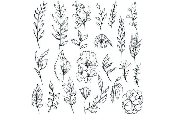 Download Botanical Illustration Black and White - Illustration Collection