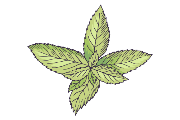 Download Mint Botanical Illustration. Green Leave - Illustration Collection