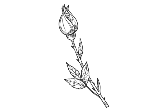 Download Rose Bud Botanical Illustration. Flower - Illustration Collection