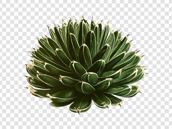 Download Jungle Botanical Illustration - Illustration Collection